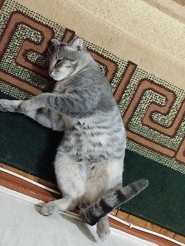 Tabbi, Yaxşı əllərə — 4