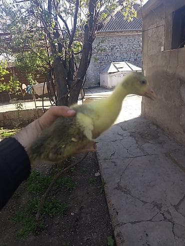 Kənd təsərrüfatı quşları: Məhsul: Qaz balaları Təsvir .salam 7 ədəd 20 günlük qaz balası 13 — 2