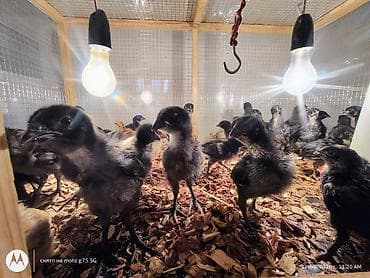 Toyuq cücələri, Damazlıq, Ünvandan götürmə lalafo.az -da Toyuq cücələri, Damazlıq, Ünvandan götürmə