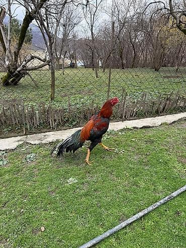 golden roz: Real alıcı narahat etsin — 2