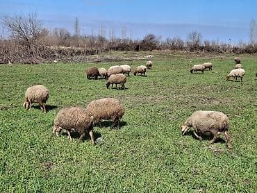 15 baş ana qoyundu satılıq.onlardan 10u balalıdı 5 denesi — 3