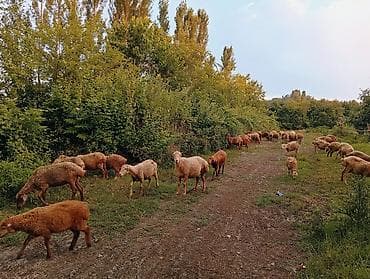 mal bazarı: Qoyun sürüsü satılır.76 başdan ibarətdir.Şəkillərdə göründüyü kimi — 5