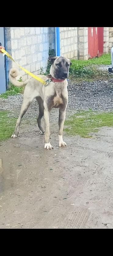 quzu satilir 2021: Kanqal, 1 il, Peyvəndli — 4