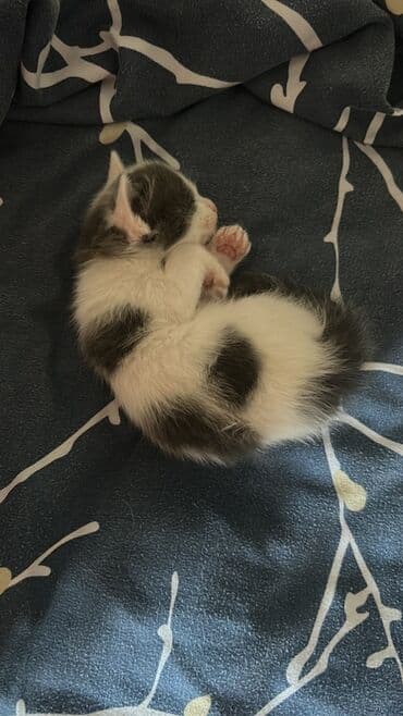 balaca pişik şəkilləri: Erkək, Yaxşı əllərə, Pulsuz çatdırılma — 2