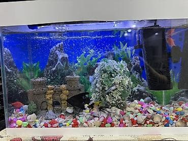 10 l Akvaryum dəsti balıglarla bırge satılır - Şüşə akvaryum, üstü