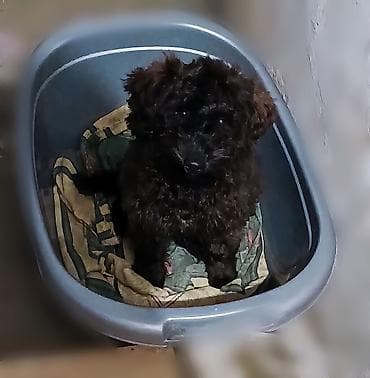 avcarka balasi satisi: Pudel — 3