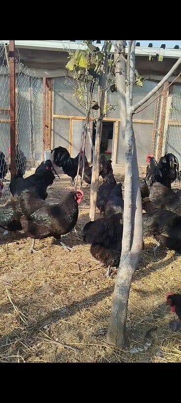 cuce dami: Alman cinsi australorp cücə və yumurta sifarişi qəbul olunur. bütün — 7