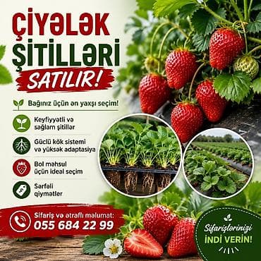 bezek bitkileri adlari: Murano çiyələk stilləri satılır çox məhsuldar sortdu qiymət 20qəpik — 1