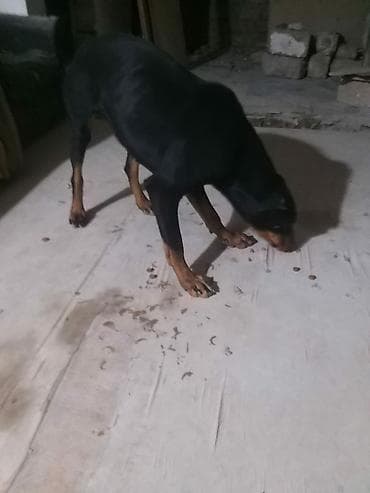 itl: Miniatür pinçer — 4