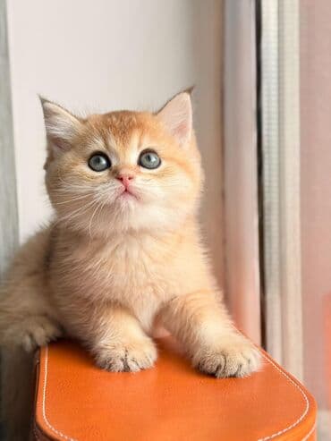 Balıqlar: Britan yastı qulaq, Erkək, Dişi, Yaxşı əllərə, Ünvandan götürmə, Pulsuz çatdırılma, Ödənişli çatdırılma — 18