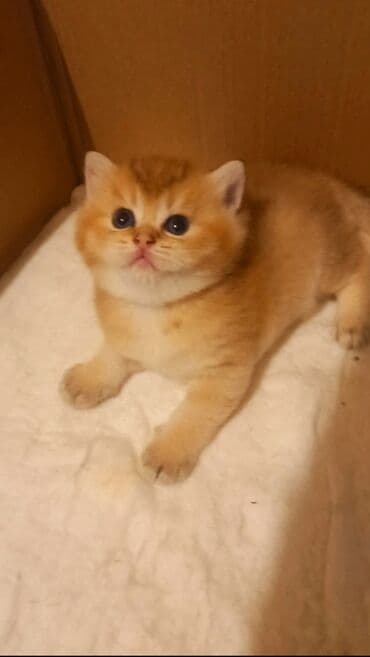 van pişiyi qiymeti: Britan, Erkək, Yaxşı əllərə, Ünvandan götürmə — 7