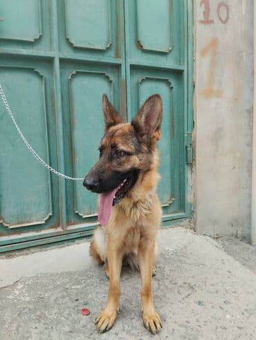 İtlər: 1 ay, Dişi, Peyvəndli