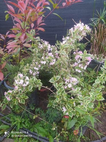 саженцы малины тарус: Qazon landşaft #qazon #torf #torf250litrlik Ekolayf #ekolayf balaken — 5