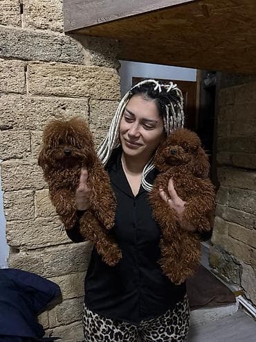 it az: Pudel, 2 ay, Dişi, Peyvəndli, Ünvandan götürmə — 8