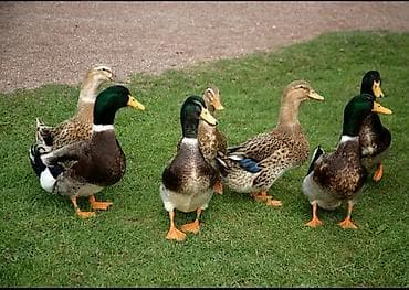 Salam her cür ördek var yaşılbaş ağ pekin yumurtalarida var satişda