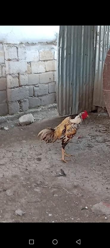 broyler cuce satisi: Xoruz, Heyratı, il: 1, Pulsuz çatdırılma — 2