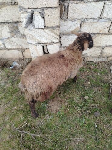 şahmerdan epimedyumlu macun kullanan erkekler: Disi quzu — 2