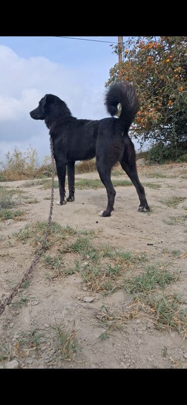 alman coban iti: Qurdbasar, 1 il, Erkek, Peyvəndli, Ünvandan götürmə, Ödənişli çatdırılma, Rayonlara çatdırılma — 1