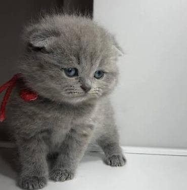 mustanq heyvan: Britan — 4