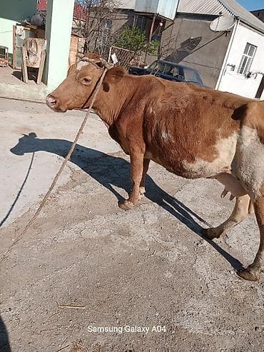 Sarı-qonur rəngli inək satılır. Şəkillərdə görünən heyvan buynuzludur