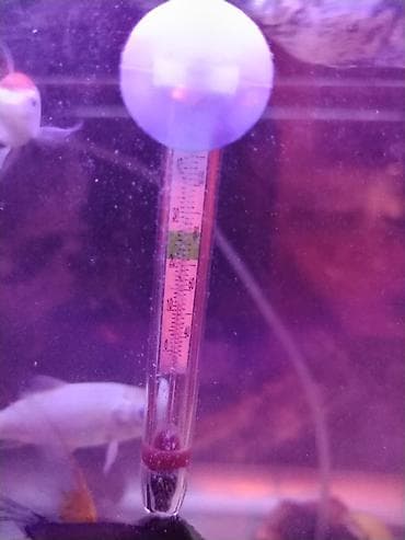 nərə balığı: Akvaryum dəsti – tam işlək komplekt - Şüşə akvarium, düzbucaqlı — 2