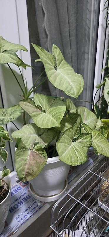 begonvil gulu: Ev gulleri satiram.Unvan kohne gunesli.Catdirilma metro — 1