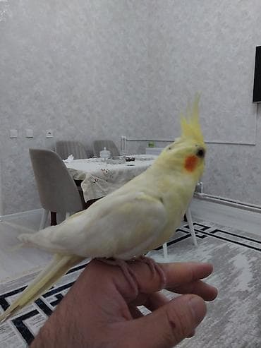 Heyvanlar üçün mallar: Narinqa rəngli nimfa tutuquşu (cockatiel) - Rəng: açıq sarı-krem — 2