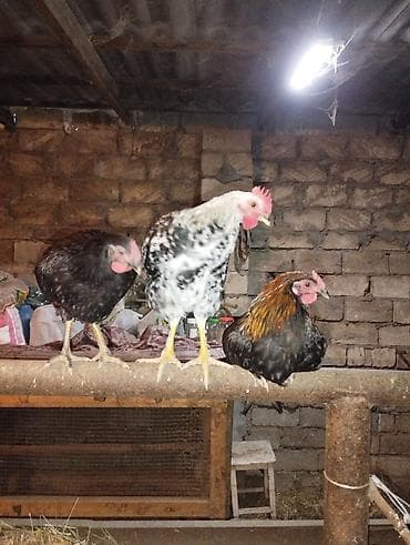 Becələr 3 aylıq balacalar ay yarımlıqdi tam sağlam heyvanlardi toyuqun