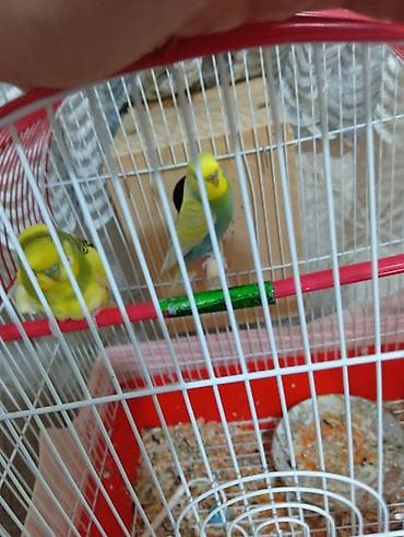 arı yuvası: Dalğalı tutuquşu cütü və qəfəs seti - Növ: dalğalı tutuquşu (cüt) - — 3