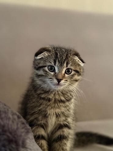 Şotland yastı qulaq, Erkək, Dişi, Yaxşı əllərə, Ödənişli çatdırılma, Ünvandan götürmə, Pulsuz çatdırılma