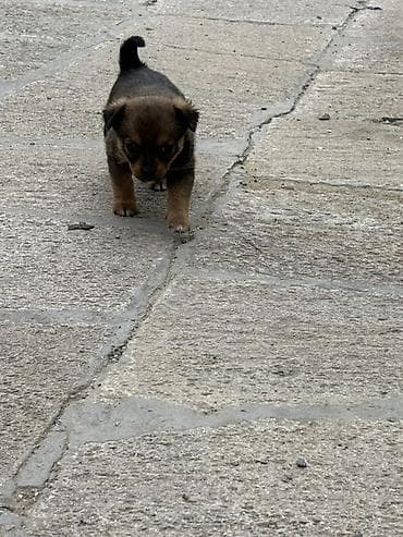 itlər ucun: Pekines, Erkek, Peyvəndli — 6