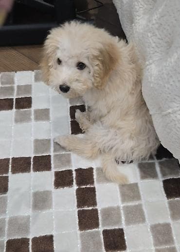 it bazari hardadi: 4 ay, Erkek — 6