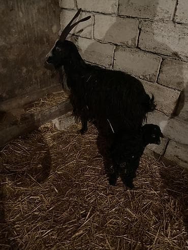 Ana bala keçi unvan mehdiabad