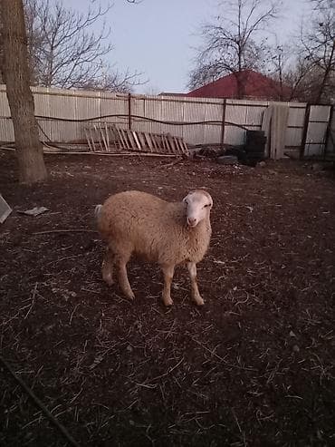 yerli toyuq: Qoyun – yerli təsərrüfat heyvanı - Cins tipi: yerli ət‑yunu — 2