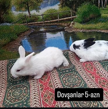 Dovşan yemi 1kq 2-azn Bala Dovşanlar 5-azn Topdan Tək tək satışı 10