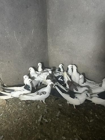 takla goyercin: 10 15 20 arasi deywr qiymet — 1