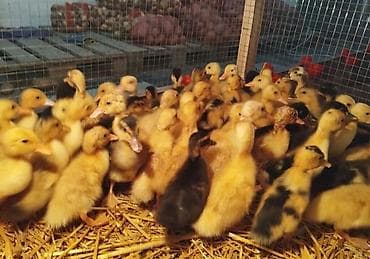 ördek yumurtası satışı: Məhsul: Ördək yumurtası və bala ördəklər super çıxış həm ətlik həm — 3