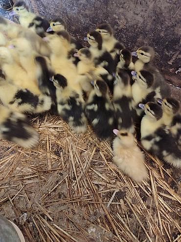 lama: Muscovy ördək balaları (indo-ördək civcivləri) - Cins: Muscovy — 2