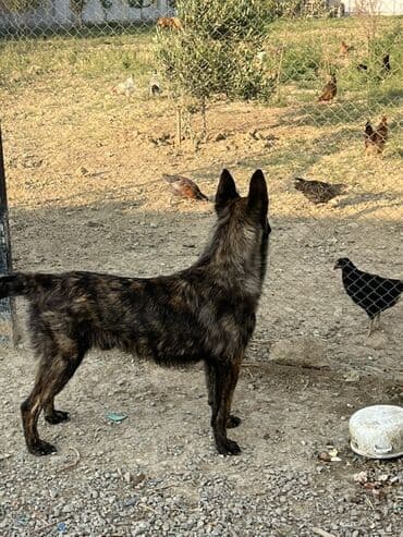 belçika afçarka: 8 ay, Erkek, Peyvəndli, Ünvandan götürmə — 4