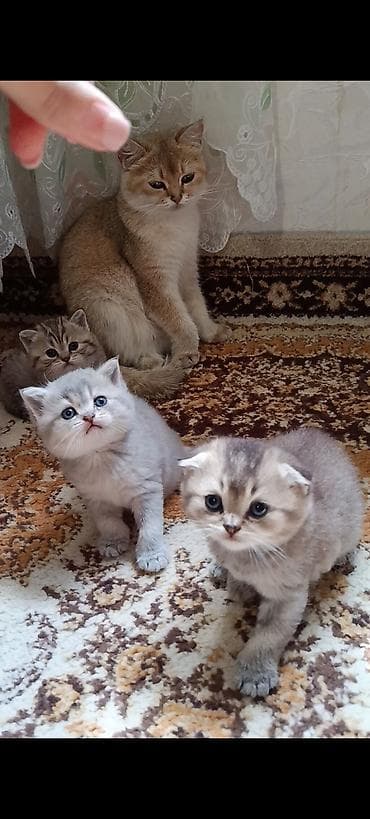 pişik şotlan: Şinşilla — 7
