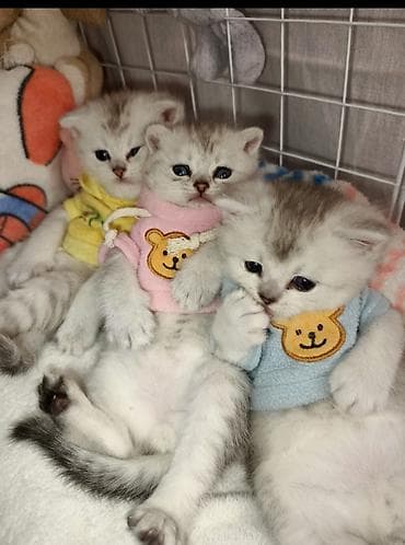 Şinşilla, Erkək, Dişi