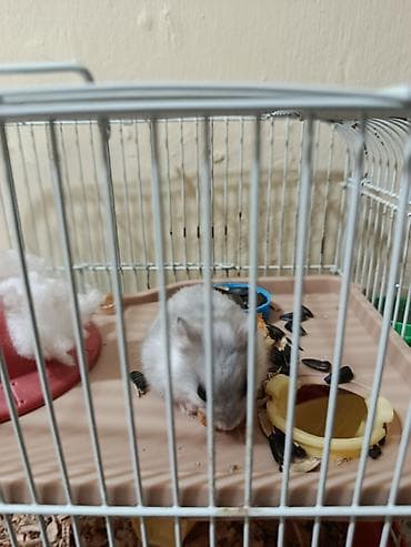 ucuz colpalar: Ürünün təsviri: - Hamster və qəfəs dəsti - Kiçik ölçülü, ağ-boz rəngli — 4