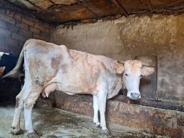 südlük inəklər: Ətdiydi 140 . 150 kq arası əti var 4 qarın doğub — 2