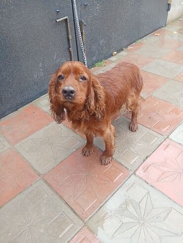 koker spaniel satilir: Koker spaniyel — 6