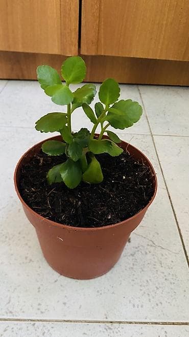 kalanxoye bitkisi: Kalanxoe (Kalanchoe blossfeldiana) – saksı bitkisi - Rəngli, çoxlu — 4