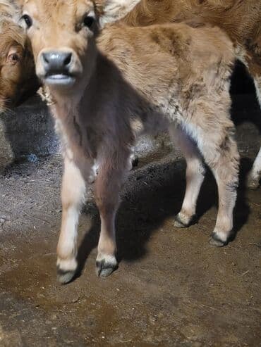 keçi balası: Satılır: dana (buzağı) - Növ: iribuynuzlu heyvan, açıq qəhvəyi rəngli — 2