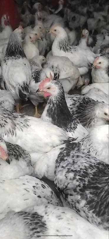 menali it adlari: Toyuq, Broyler, Ətlik — 1