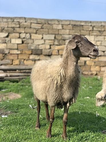 Boğaz Qoyun Satılır 1 aya doğacağ