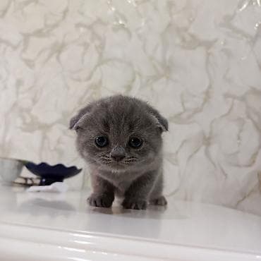 pişik tasma: Şotland yastı qulaq — 4