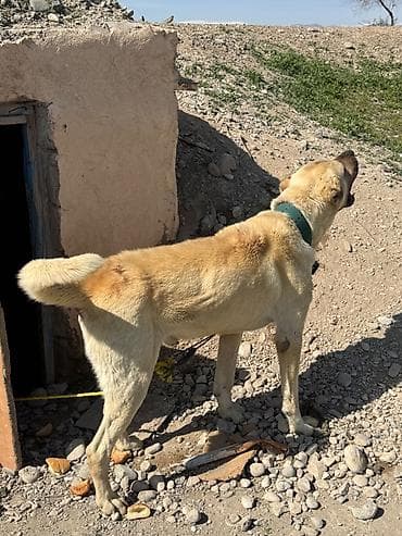 kənd təsərrüfatı heyvanları: İt – böyük cüssəli, açıq-sarı rəngli, qısa tüklü. Boyunluq və möhkəm — 3